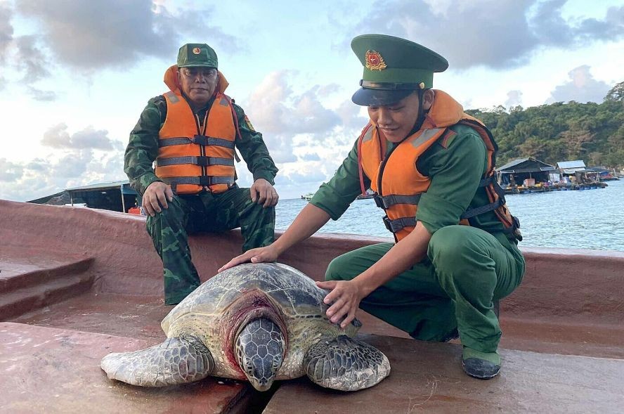 80 公斤重海龟放归海洋