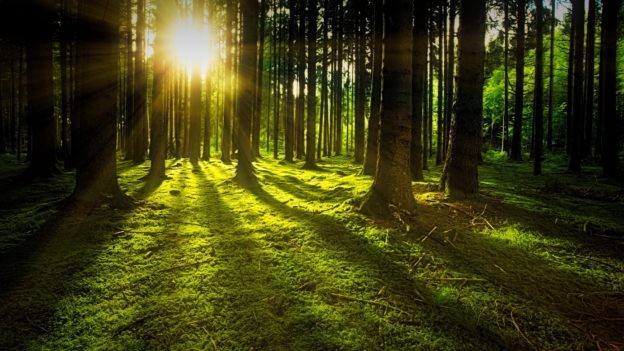 苔藓可吸收二氧化碳兼稳定土壤