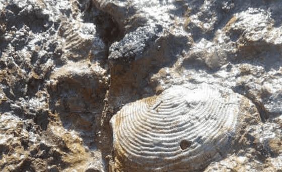 柬埔寨专家从出土海洋生物化石中获得新发现