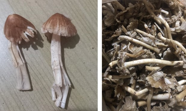 夷灵县医疗中心收集到中毒者误食的野生蘑菇。(图:林同报)