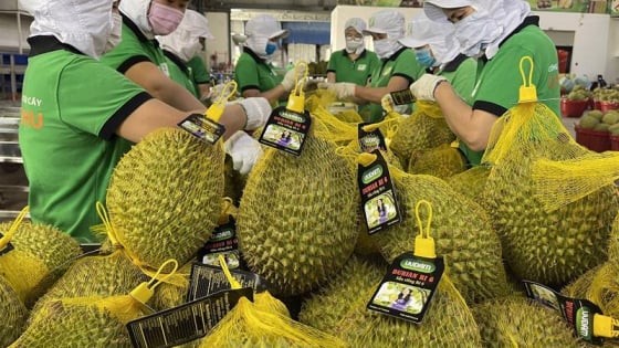出口榴梿。（示意图：互联网）