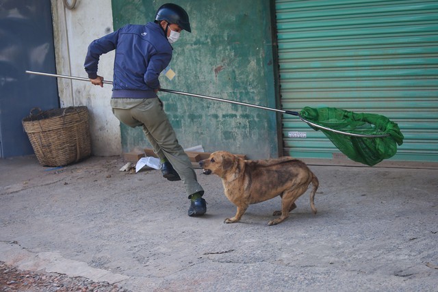 守德市协平政坊流浪犬抓捕人员在今年2月作业实拍。