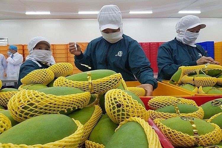 越南芒果获外销美国市场。(图:工商报)