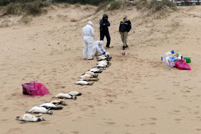 已有约2000只在海中死亡的企鹅,被海浪冲上乌拉圭东部海岸。(图:互联网)