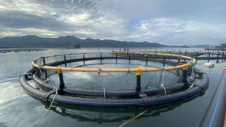STP 集团的养殖水海产模式。