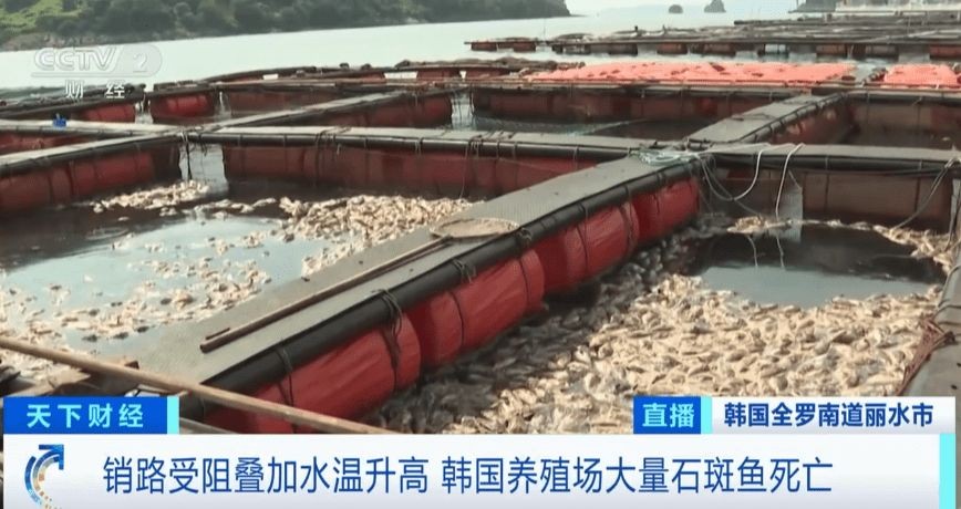 韩国养殖场大量石斑鱼死亡。(图:视频截图)