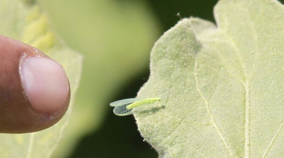 在线购买农产品(植物、昆虫、土壤、种子等)对当地动植物构成重大风险,并可能损害生物多样性。(图:粮农组织)