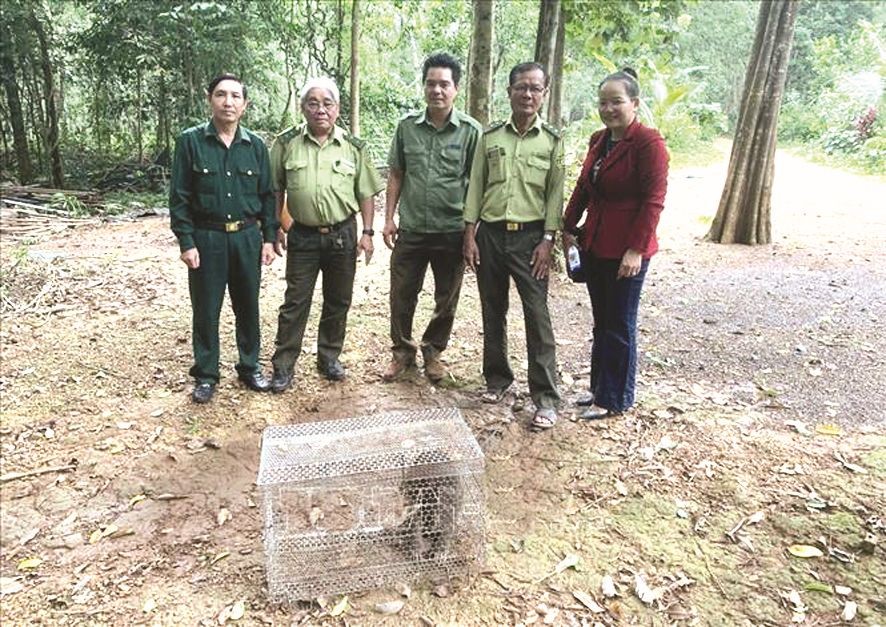 释放珍稀猕猴回归森林