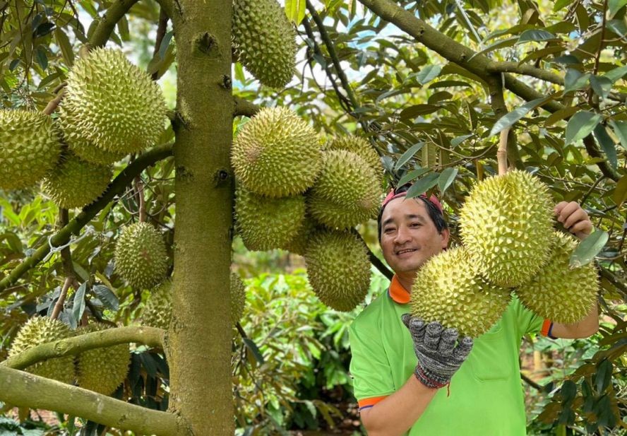 榴櫣跻身“10亿美元”出口水果行列。（图：VNN）