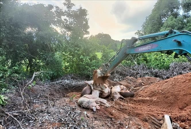 职能力量对感染非洲猪瘟死亡的猪只按卫生防疫规定进行销毁。（图：越通社）