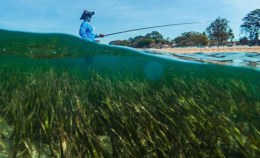 海草草甸—大片绿色的、草状的嫩芽和花朵——是应对气候变化的非常有效的基于自然的解决方案。（图：联合国） 