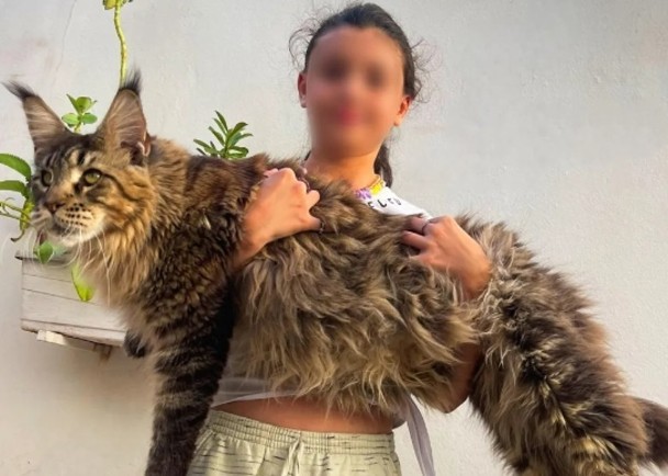 缅因猫争做世界最巨家猫