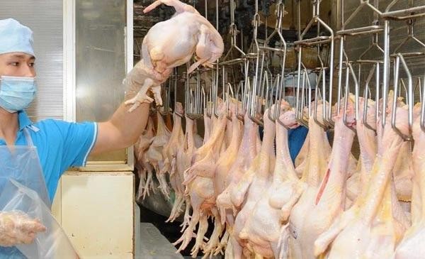 使用现代化生产线加工鸡肉。（图：工商报）