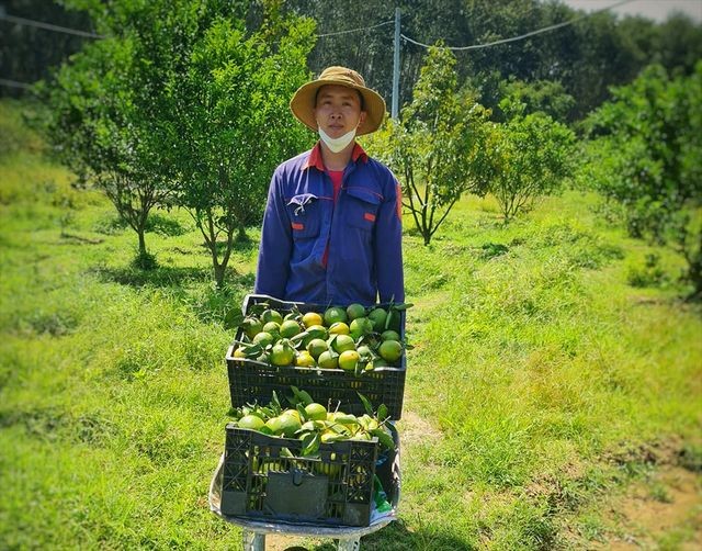 阿豪的农场每年营造逾35亿元收入。