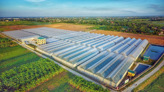 图为 Pan Farm子公司 Vinaseed 的种子苗圃。(图:Pan Farm)
