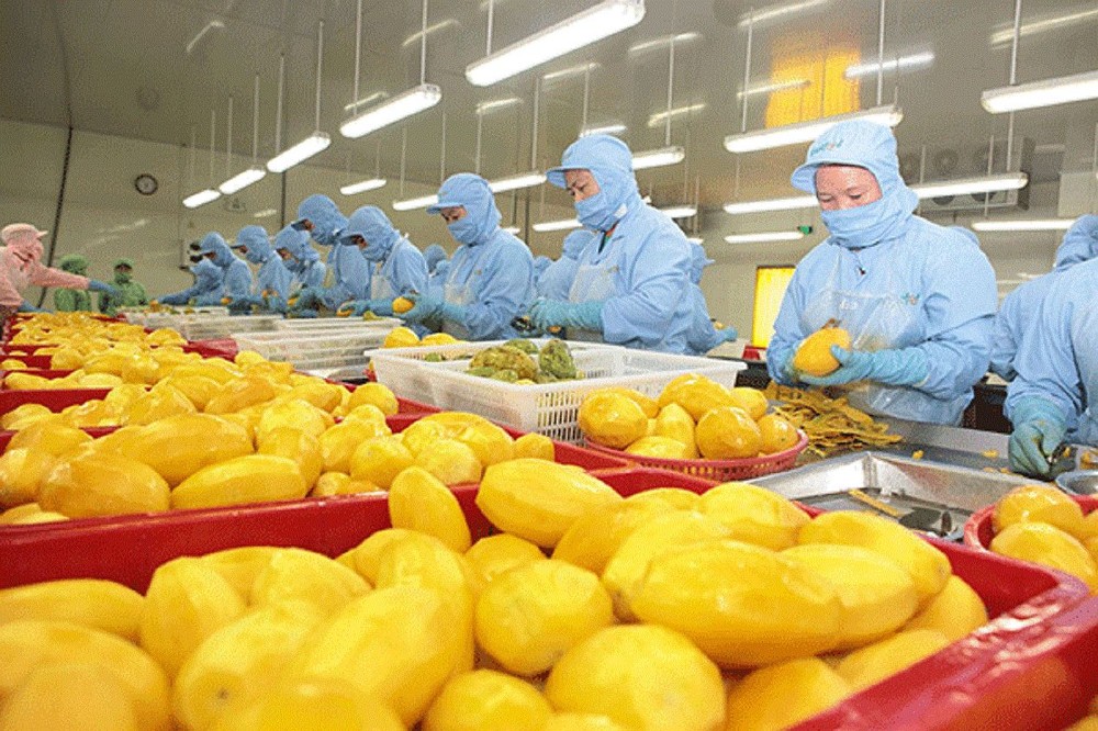 同塔省的芒果加工出口外国市场。(图:N.H)
