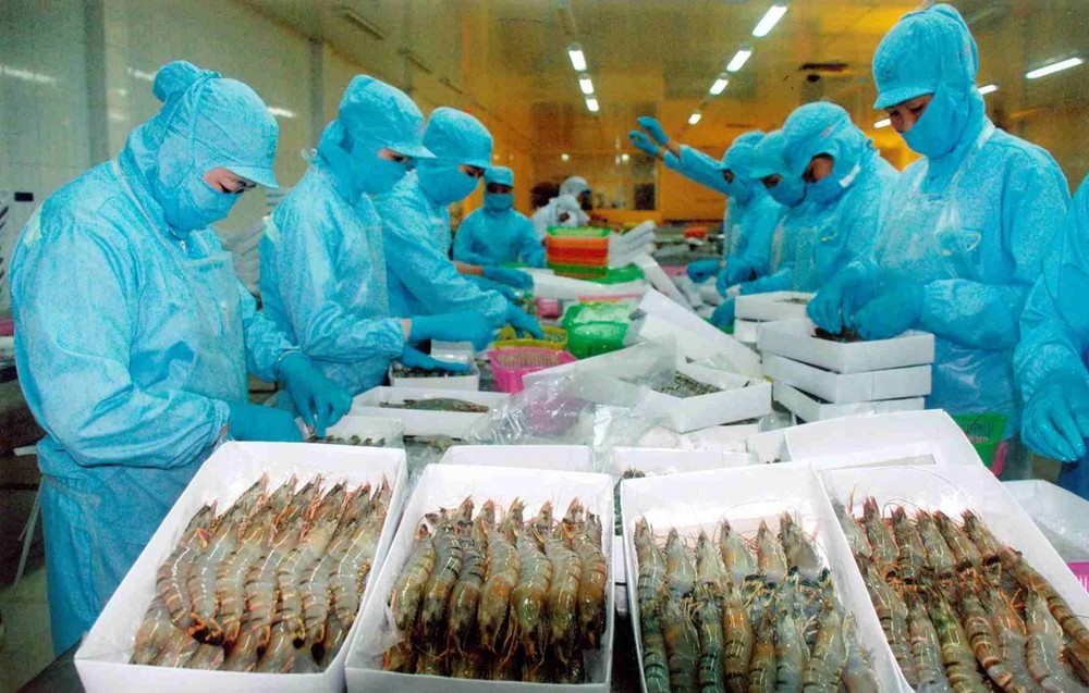出口虾类生产线。(图:互联网)