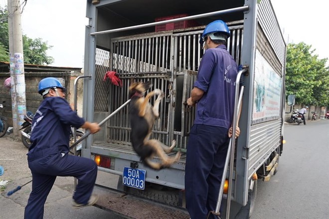 捕犬队人员正捕捉一只流浪狗。(图:明军)