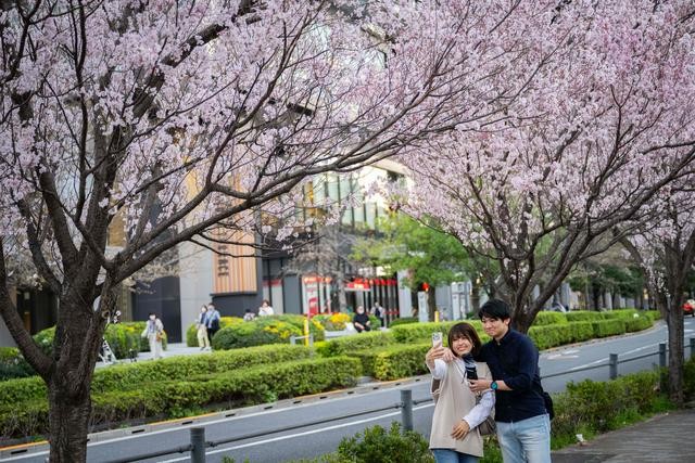 3月31日,在日本东京,人们在户外观赏樱花,拍照留念。(图:新华社)