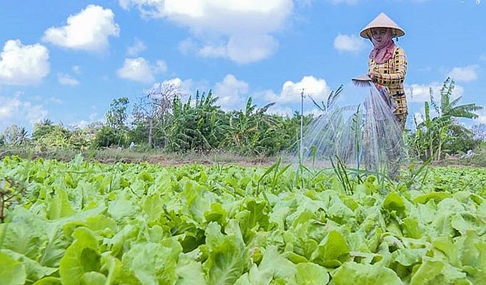 农民主动在旱季节约用水。(图:芳英)