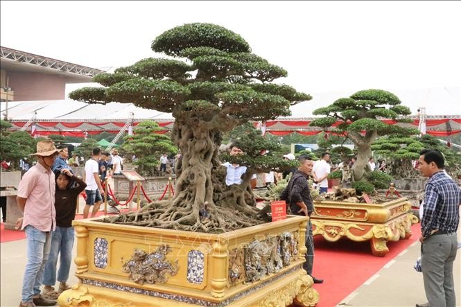 各界人士纷纷前来观赏盆景。(图:德芳)
