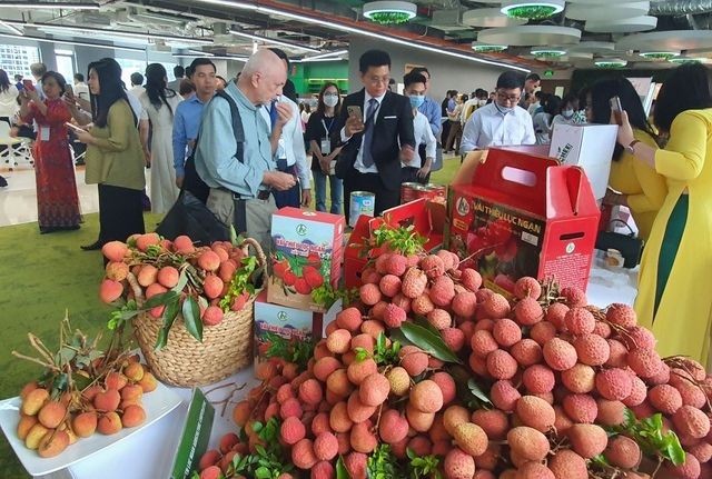 北江荔枝已销往30多个国家和地区。(图:VNBUSINESS)