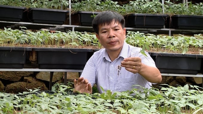 莱州参苗栽培。(图:惟学)