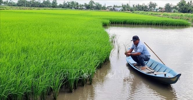 水稻-虾只轮流耕作模式有助“狗瞌睡”田野农民可持续脱贫致富。（图：越通社）