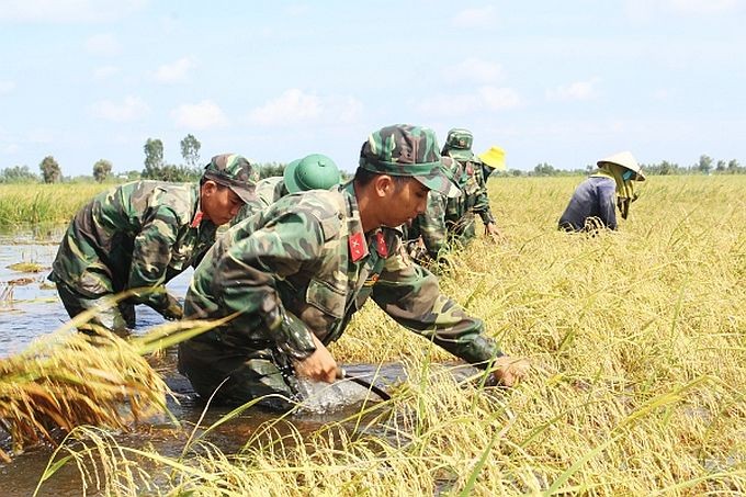隆安省士兵帮助当地农民收割水稻,以防洪水淹没农作物。(图:第七军区报)