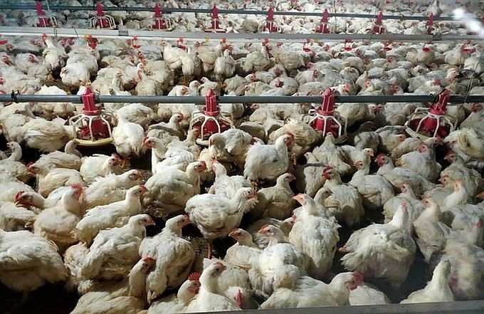 图为西宁省的一家白羽肉鸡养殖场一隅。(图:越通社)