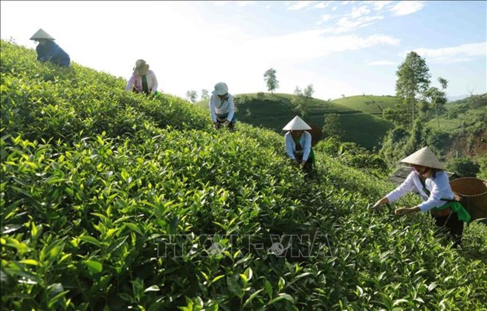 富寿省新山县种植茶叶面积最大。(图:越通社)