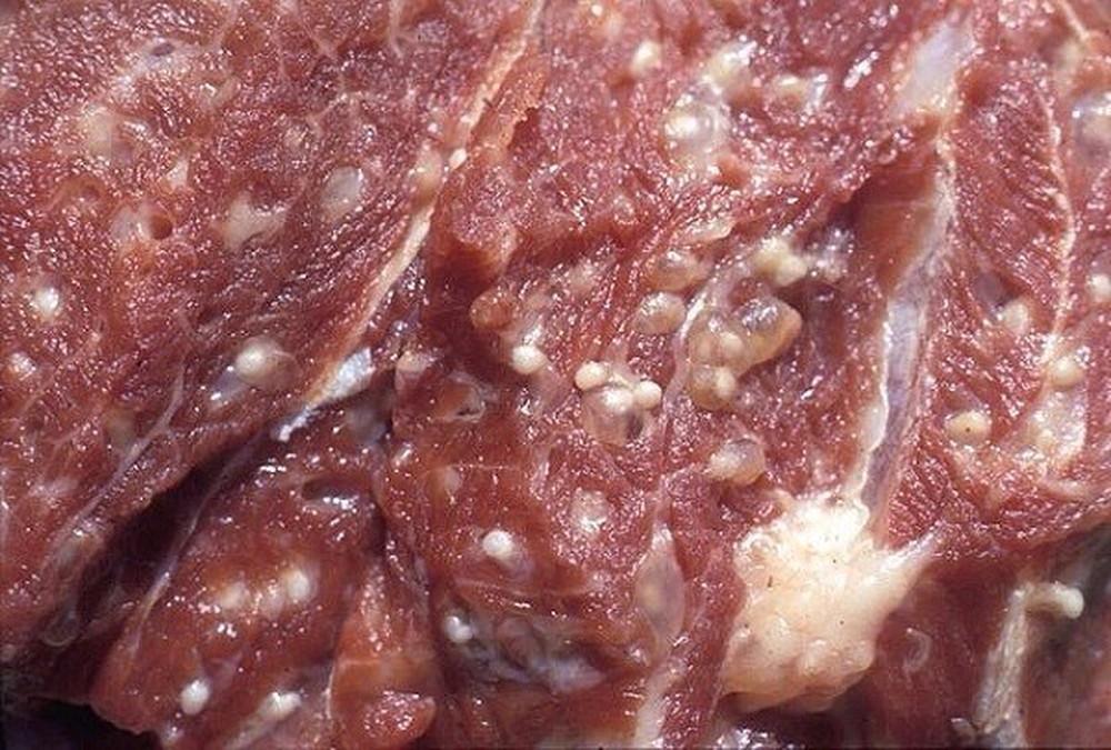 病猪肉