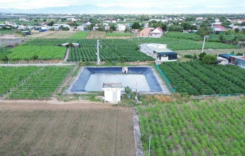 图为宁顺省综合合作社应用高科技助农业转型的青芦笋种植区。（图：越通社）