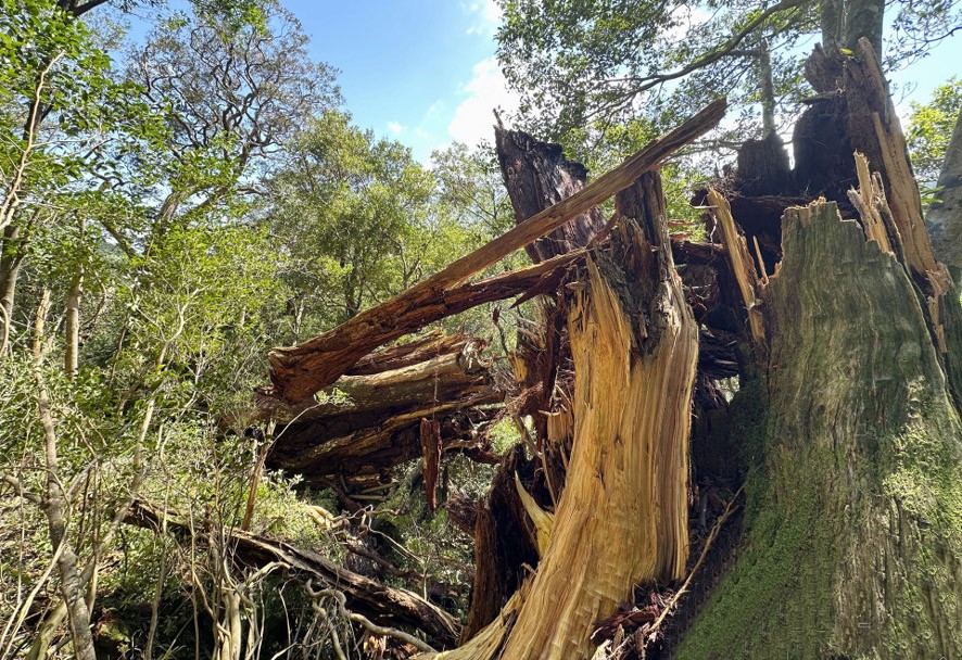 一棵树龄 3000 年或被台风吹倒