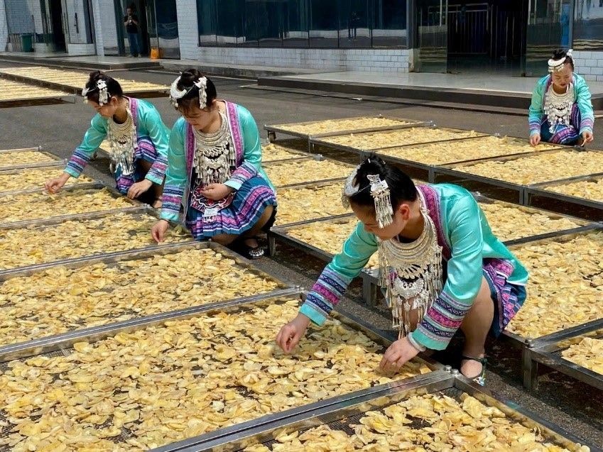 嗮黄精 X2.jpg