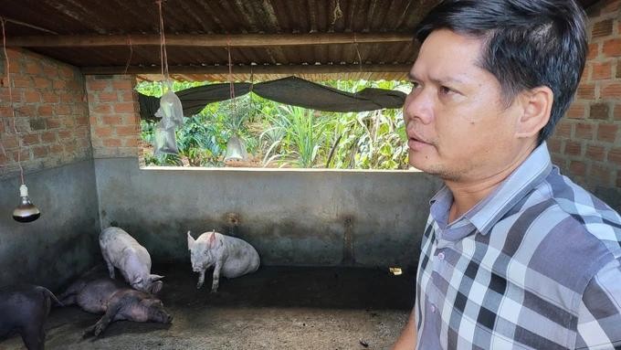猪只采样检测结果显示,样品对非洲猪瘟疫情病毒呈阳性反应。(图:友福)