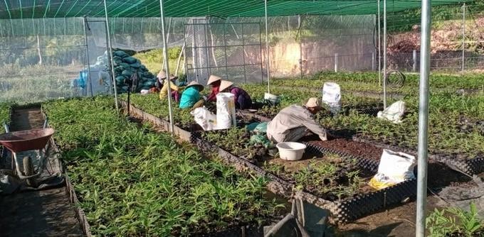 竹苗栽培。(图:互联网)
