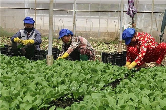 鹅贡东农民正在收获蔬菜。(图:越通社)