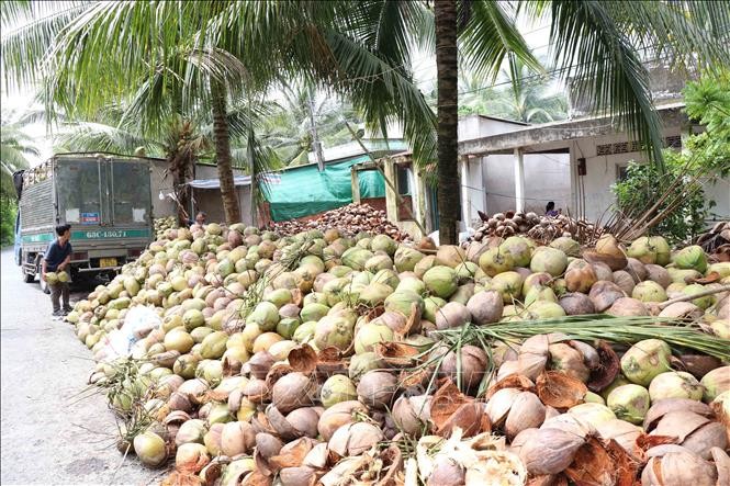 梂棋县三乂乡椰农正收获椰子。（图：越通社）