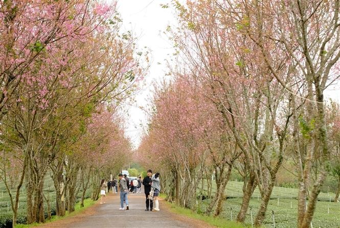 大勒樱花早开吸引游客游览