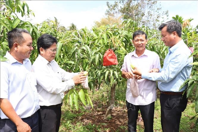 在沿海沙丘地种植四季芒的模式，每年每公顷可获1.5亿至2亿元。