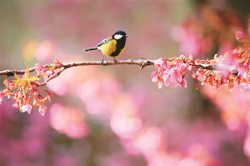 （示意图：互联网）