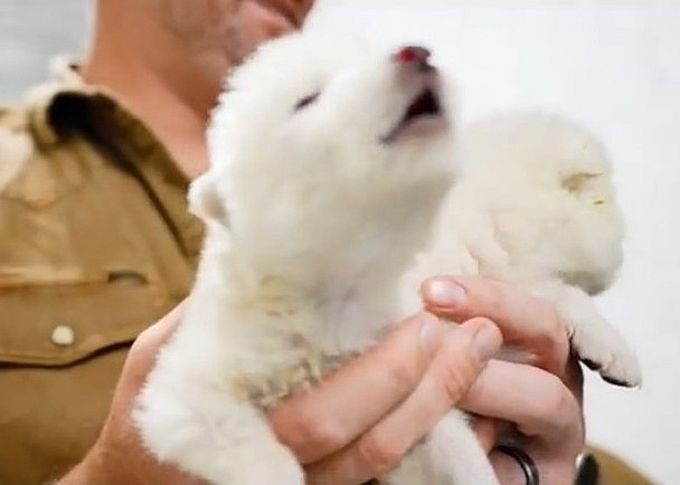 科学家孕育出万年前恐狼