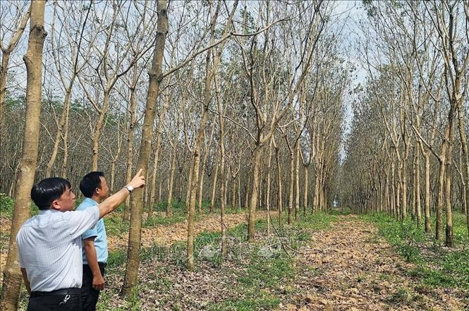 枯萎的橡胶林。（图：越通社）