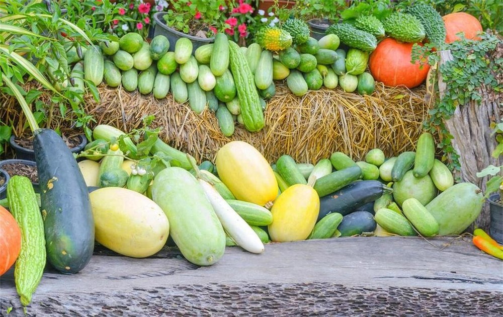 春吃芽，夏吃瓜！「夏瓜」怎么吃最健康？