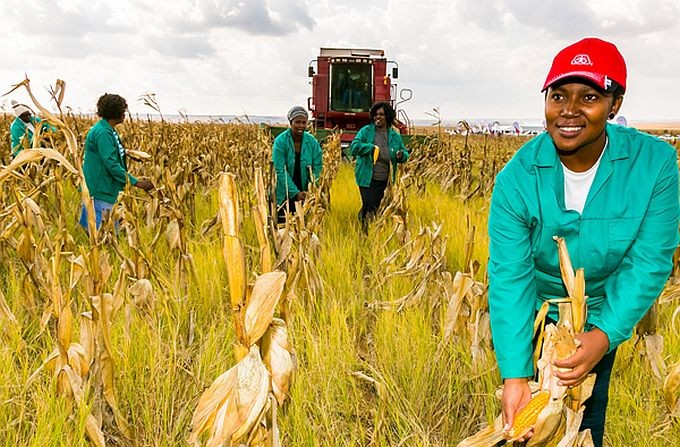 南非农夫正在收获玉米。（图：互联网）