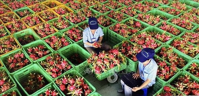 附图:平顺省出口火龙果初步加工环节。(图:越通社) 附图:平顺省出口火龙果初步加工环节。(图:越通社)