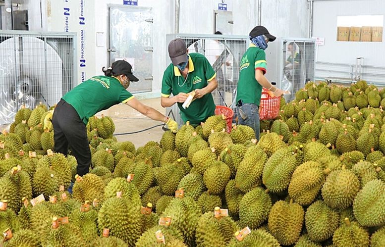 一家榴梿加工厂,工人们正在给即将出口到中国市场的榴梿贴牌。(示意图:禅镫)