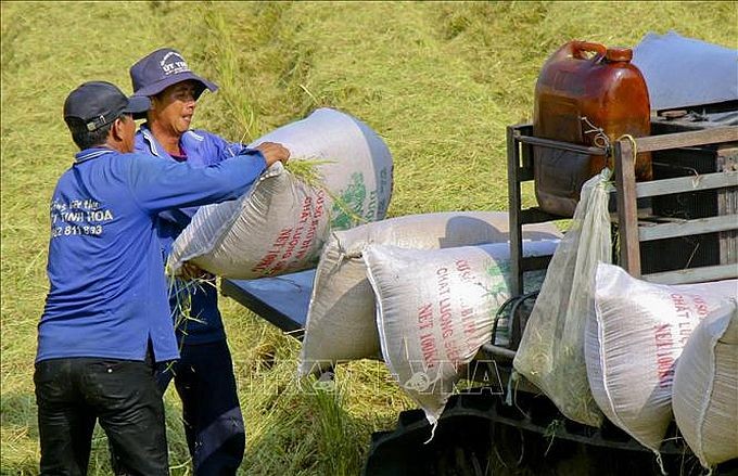 后江省渭水县夏秋水稻收割场景。