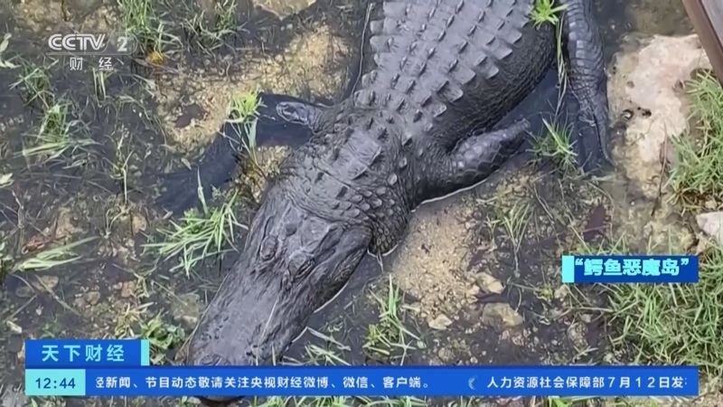 美计划建造新的“鳄鱼恶魔岛”。（图：CCTV视频截图）